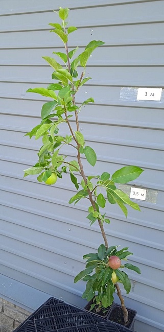 Яблоня Мельба 1 шт